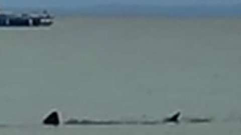 Discover the Fierce World of the Admiral Shark Casino in the UK